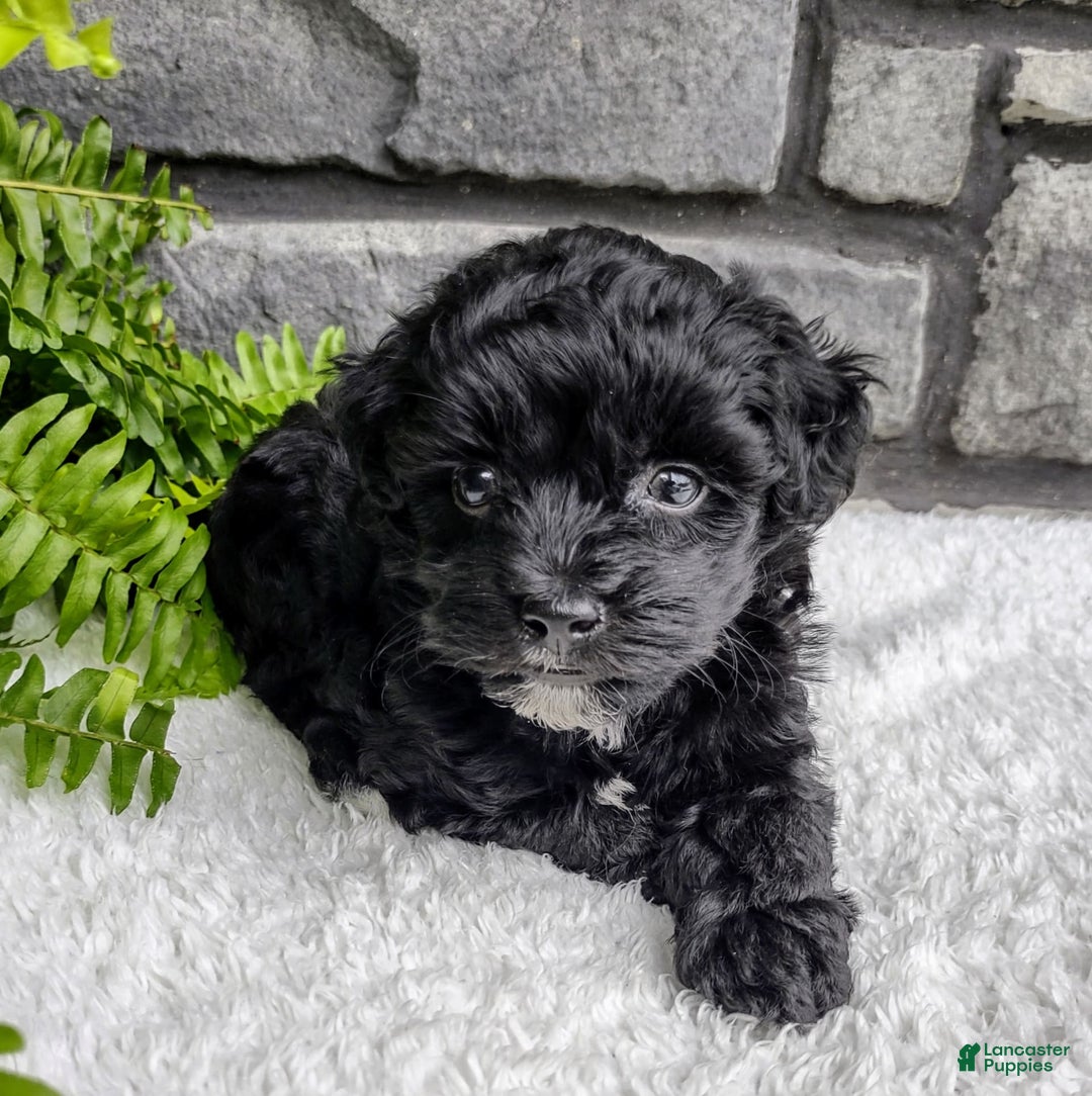 Havapoo dogs for sale: Ace - Image 1
