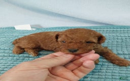 Toy Poodle dogs for sale: Kinley - Image 12