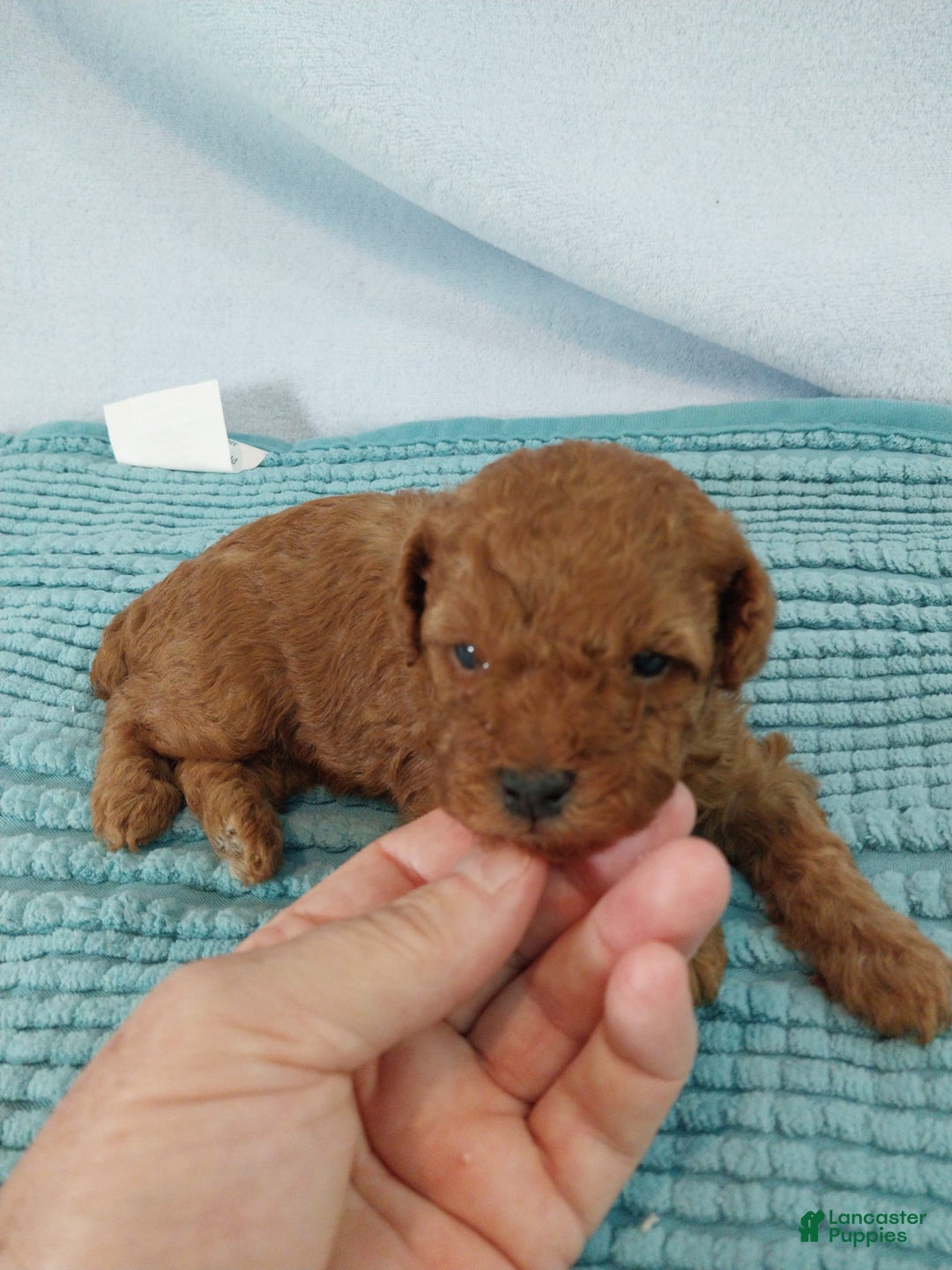 Toy Poodle dogs for sale: Kinley - Image 12