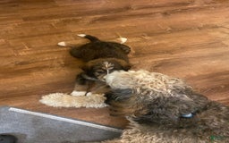Bernedoodle dogs for sale: Meatball - Image 4
