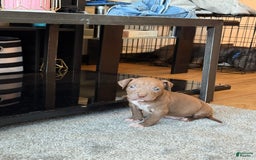 American Pit Bull Terrier dogs for sale: Porkchop - Image 2