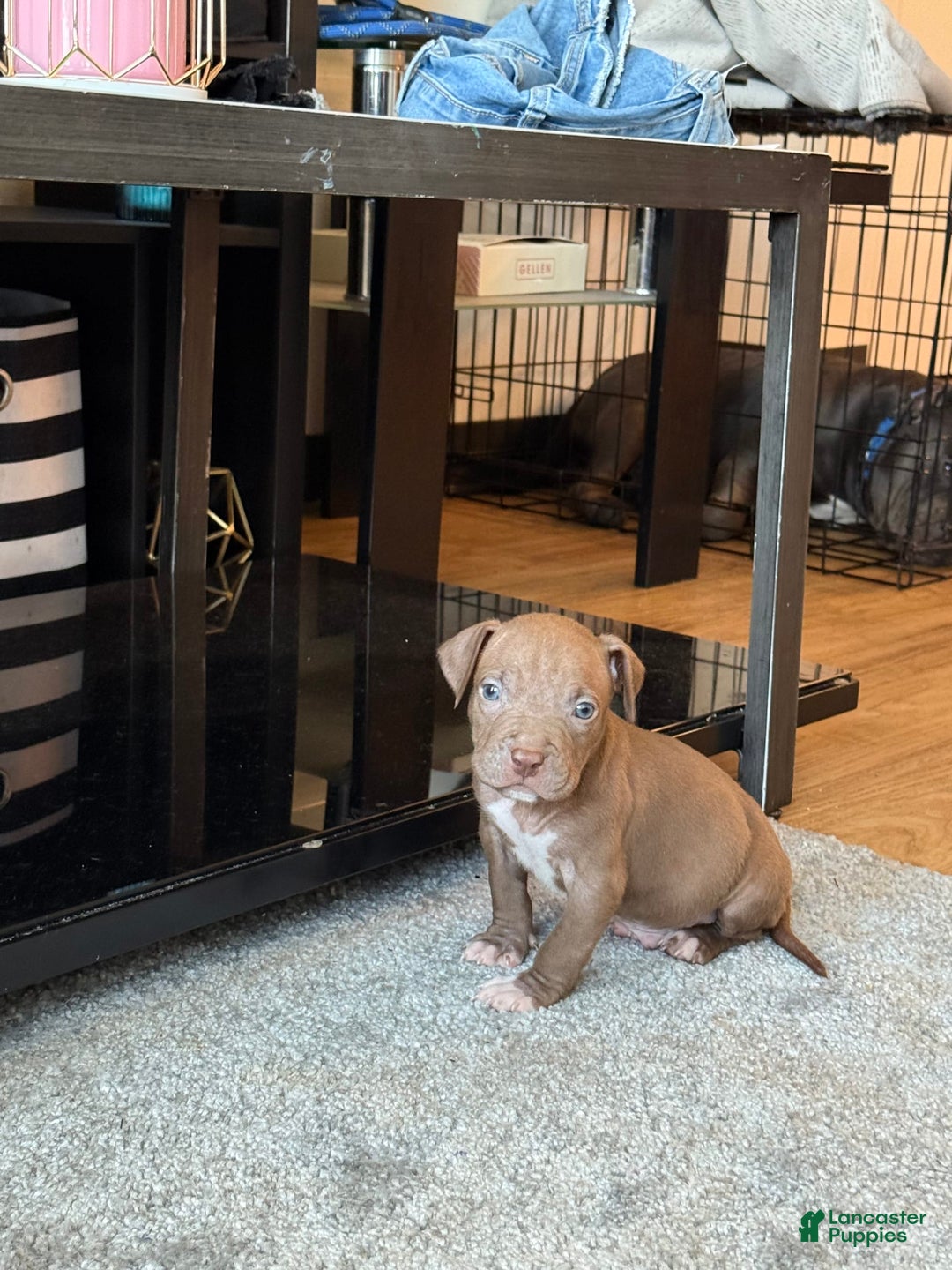 American Pit Bull Terrier dogs for sale: Porkchop - Image 2