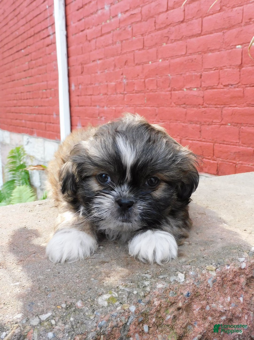 Shih Tzu dogs for sale: Max - Image 7