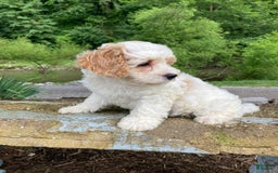 Cockapoo dogs for sale: Buddy - Image 1
