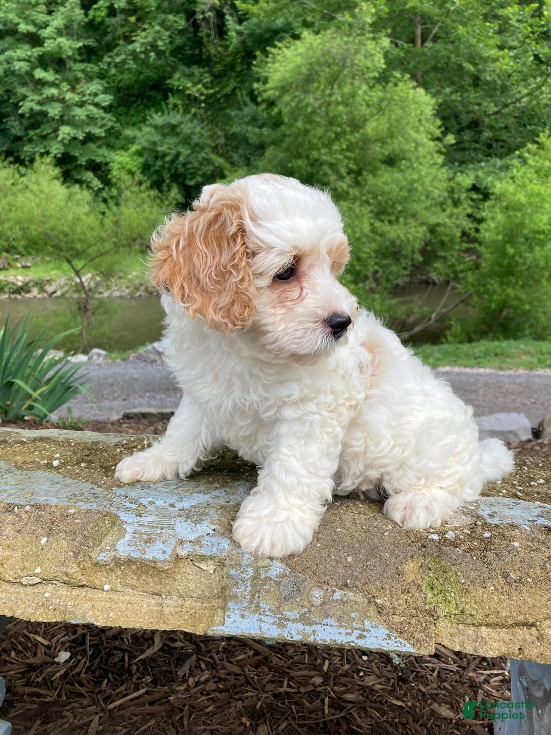 Cockapoo dogs for sale: Buddy - Image 1