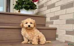 Maltipoo dogs for sale: Gordon - Image 10