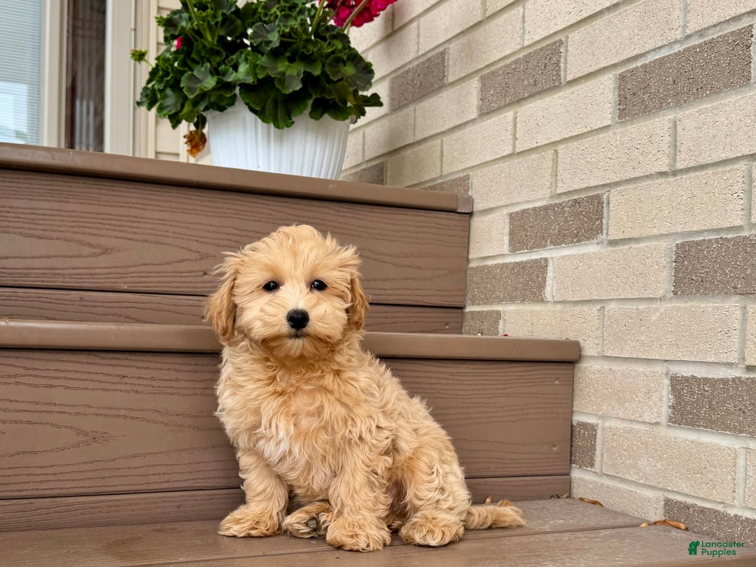 Maltipoo dogs for sale: Gordon - Image 10