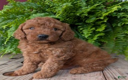 Mini Goldendoodle dogs for sale: Mini -kobe - Image 26