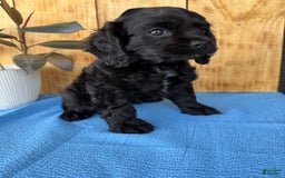Cocker Spaniel dogs for sale: Tina - Image 5