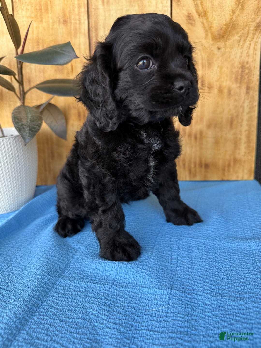 Cocker Spaniel dogs for sale: Tina - Image 5