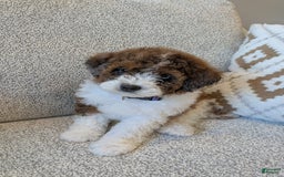 Saint Berdoodles dogs for sale: Indie Mini Saint Berdoodle - Image 3