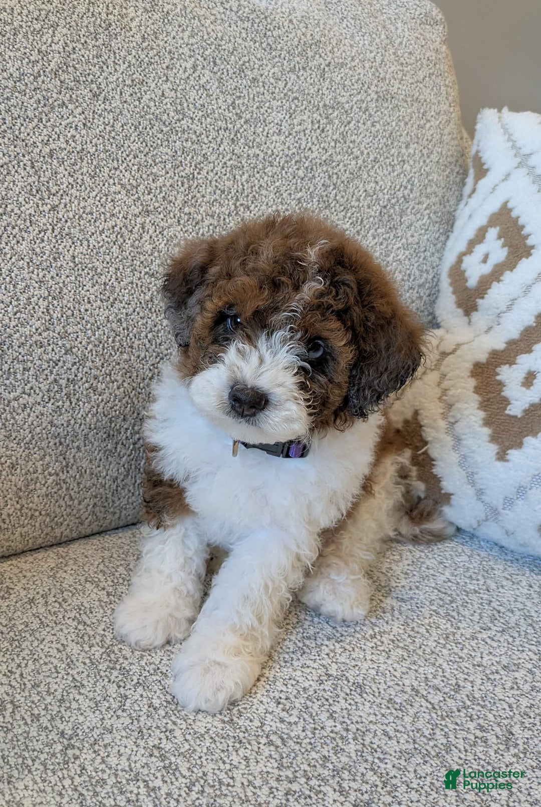 Saint Berdoodles dogs for sale: Indie Mini Saint Berdoodle - Image 3