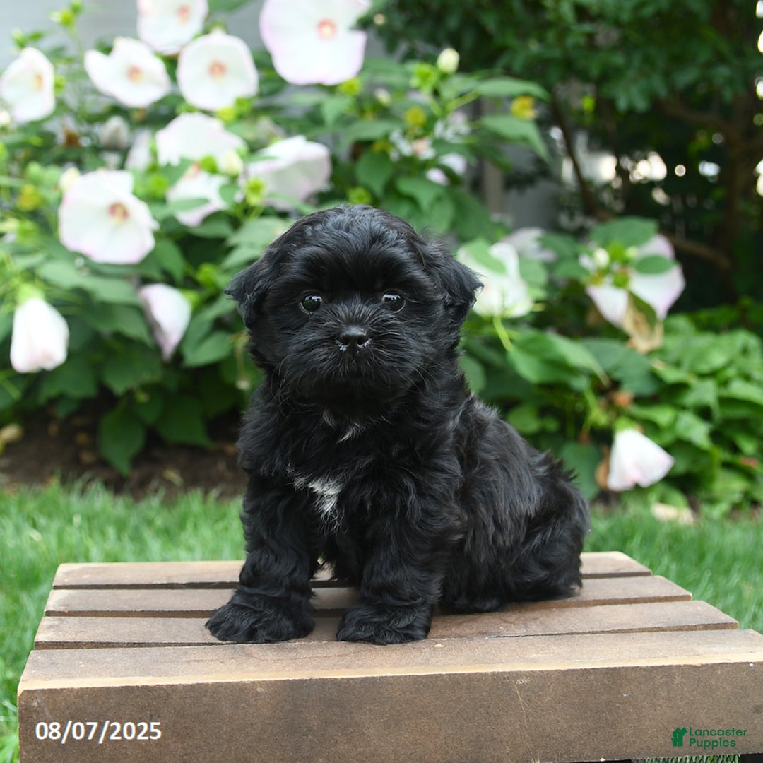Teddy Bear dogs for sale: Jupiter - Image 1