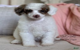 Standard Poodle dogs for sale: Standard Poodle 5 puppies - Image 2
