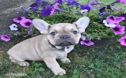 French Bulldog dogs for sale: Fifi - Image 3