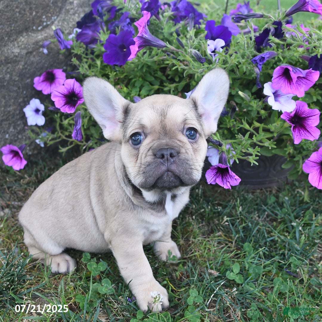 French Bulldog dogs for sale: Fifi - Image 3