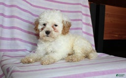 Cockapoo dogs for sale: Lily - Image 5