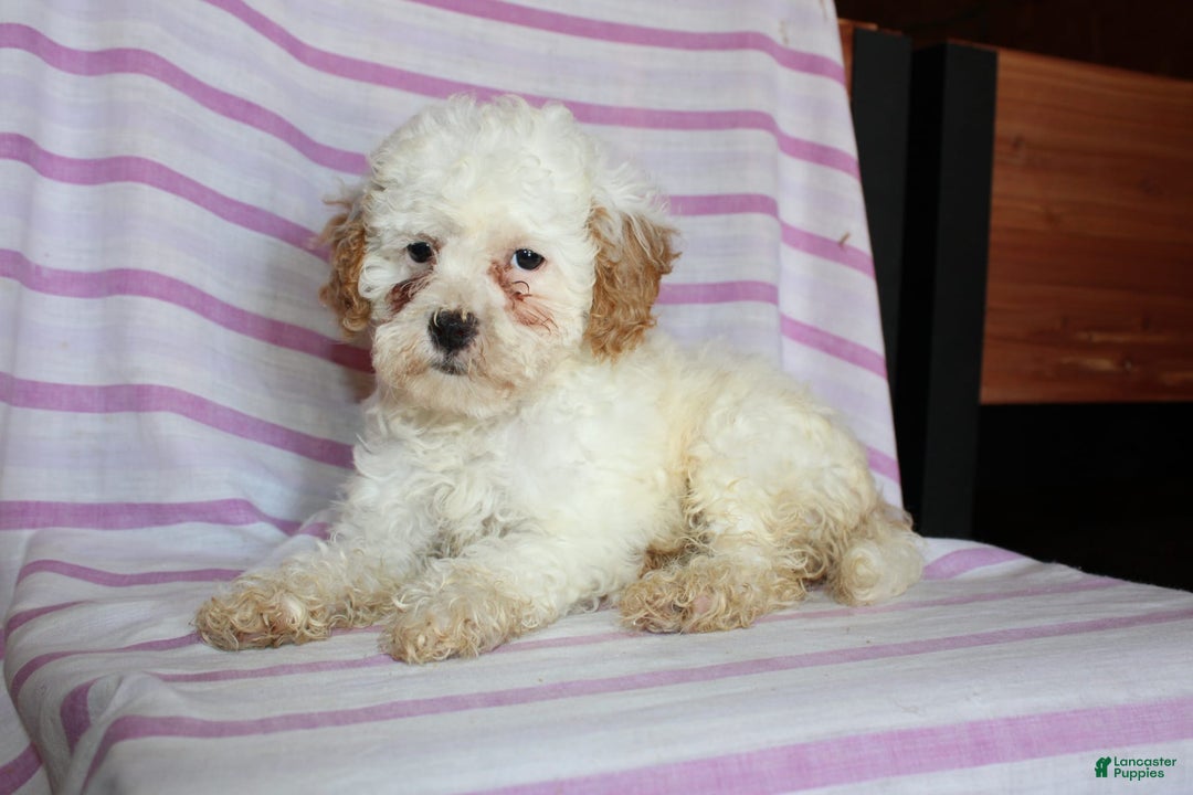 Cockapoo dogs for sale: Lily - Image 5