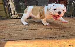Olde English Bulldogge dogs for sale: Biggy - Image 4