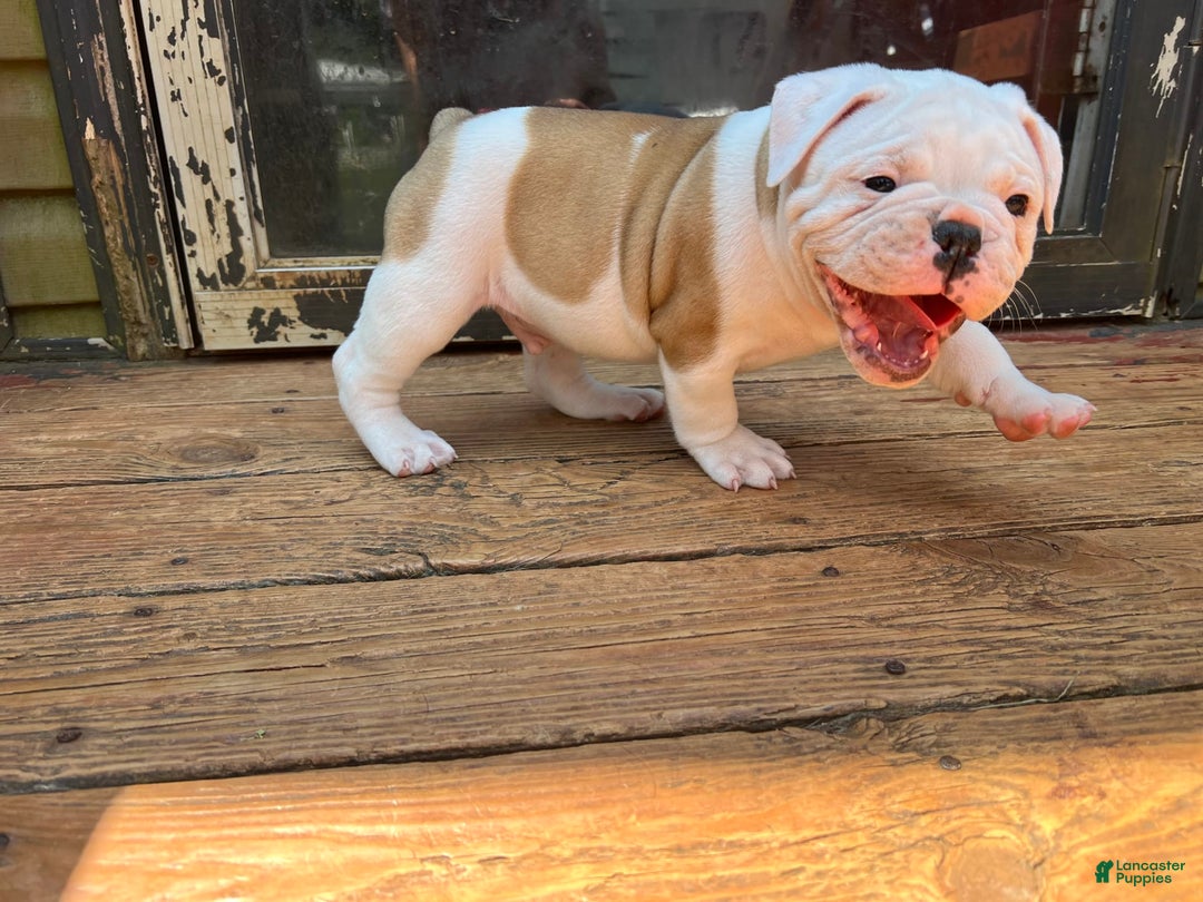 Olde English Bulldogge dogs for sale: Biggy - Image 4