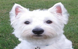 West Highland Terrier dogs for sale: Leo - Image 9