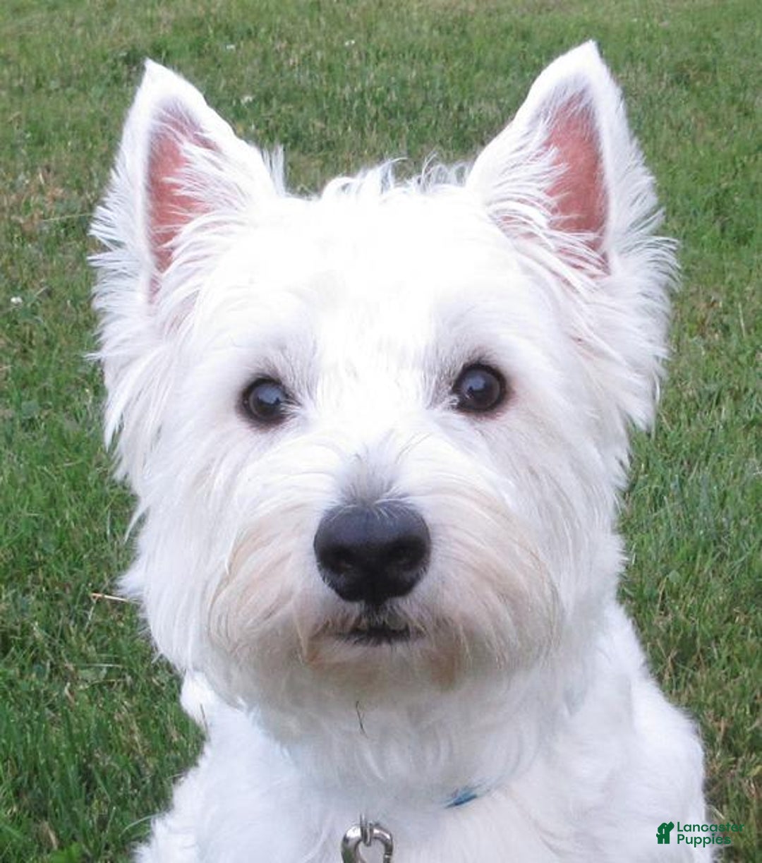West Highland Terrier dogs for sale: Leo - Image 9