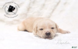 Cane Corso dogs for sale: "rosalia" - Image 1