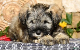 Miniature Schnauzer dogs for sale: Lilly - Image 9