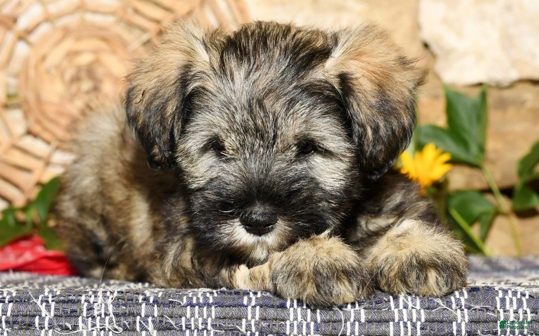 Miniature Schnauzer dogs for sale: Lilly - Image 9