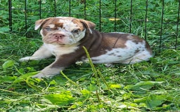 English Bulldog dogs for sale: Rocky - Image 11