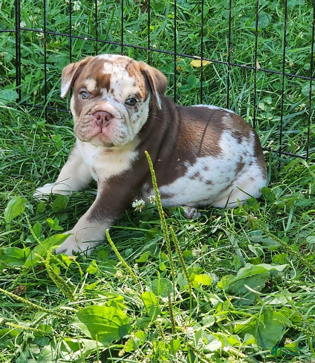 English Bulldog dogs for sale: Rocky - Image 11