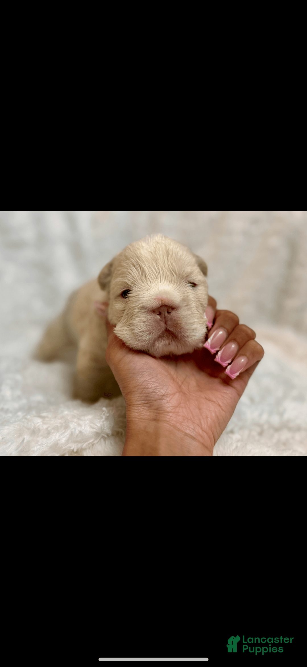 French Bulldog dogs for sale: Coco - Image 1