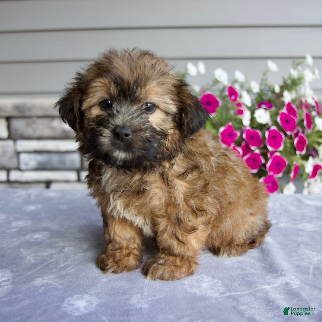 Shorkie dogs for sale: Enzo - Image 4