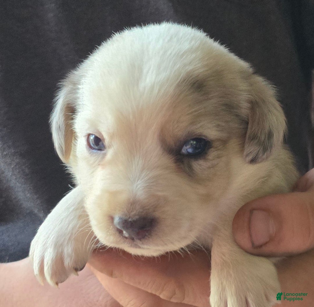 Miniature Australian Shepherd dogs for sale: Landon - Image 5
