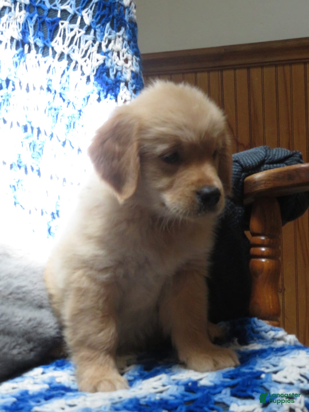 Golden Retriever dogs for sale: Truffle - Image 11