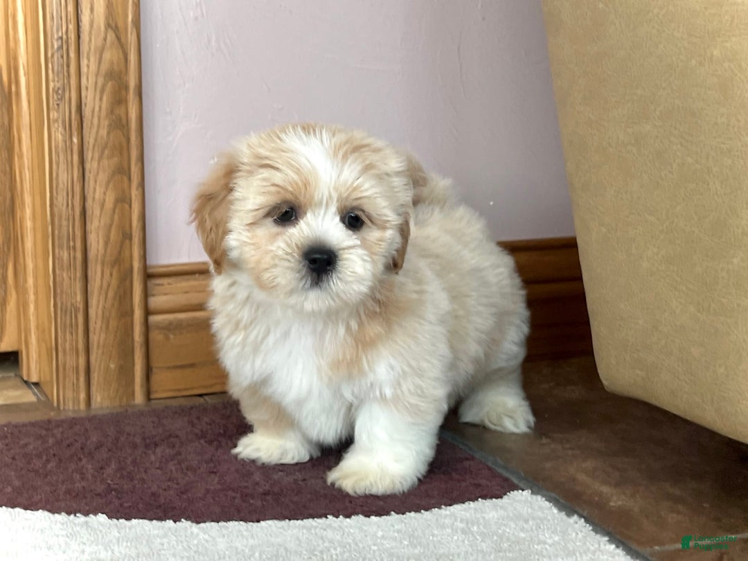 Lhasa Apso dogs for sale: Ollie - Image 5
