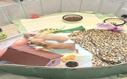Chihuahua dogs for sale: Maxie - Image 3