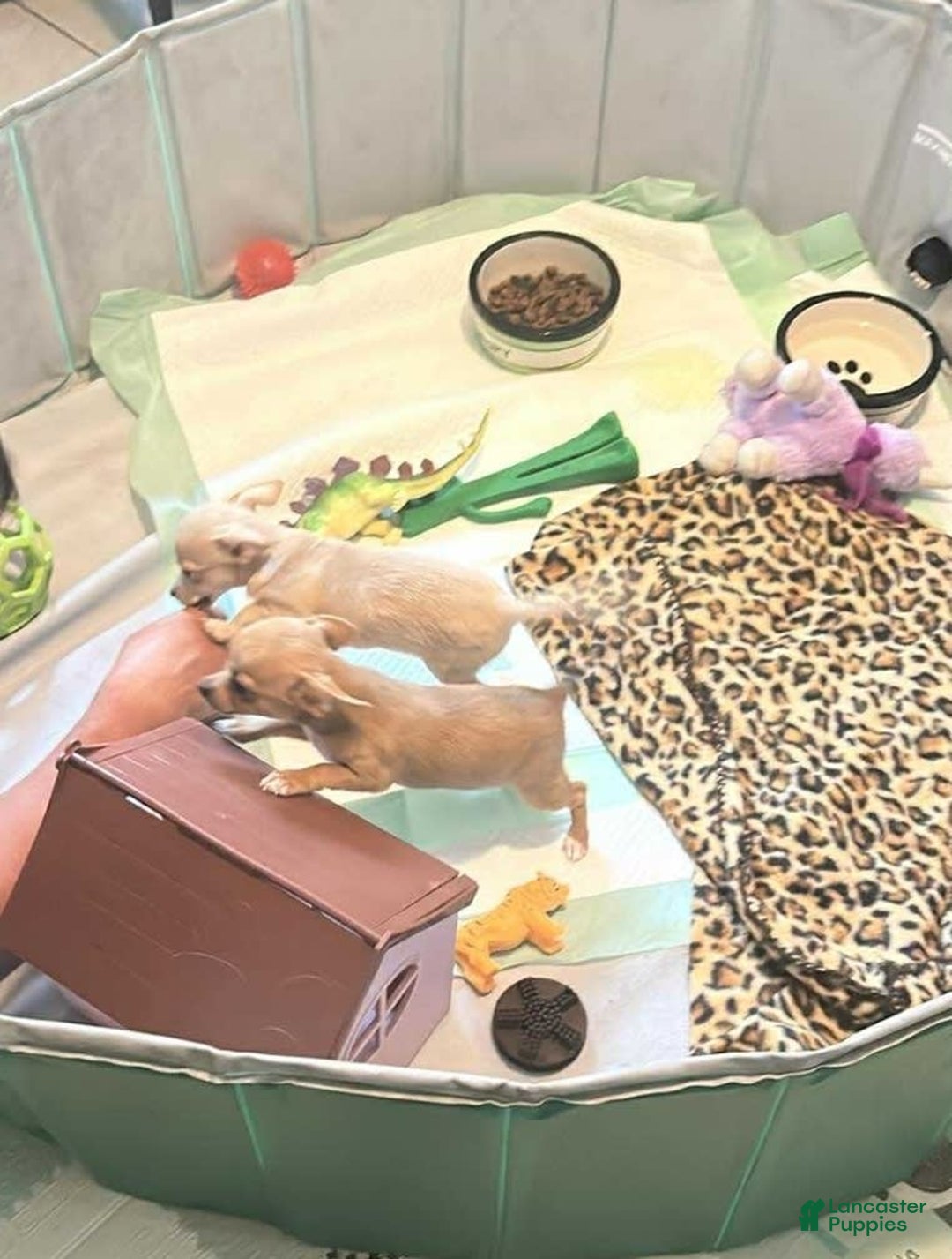 Chihuahua dogs for sale: Maxie - Image 3
