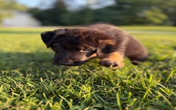 German Shepherd dogs for sale: Red - Image 5