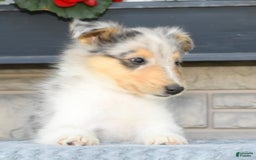 Collie dogs for sale: Pewter - Image 5