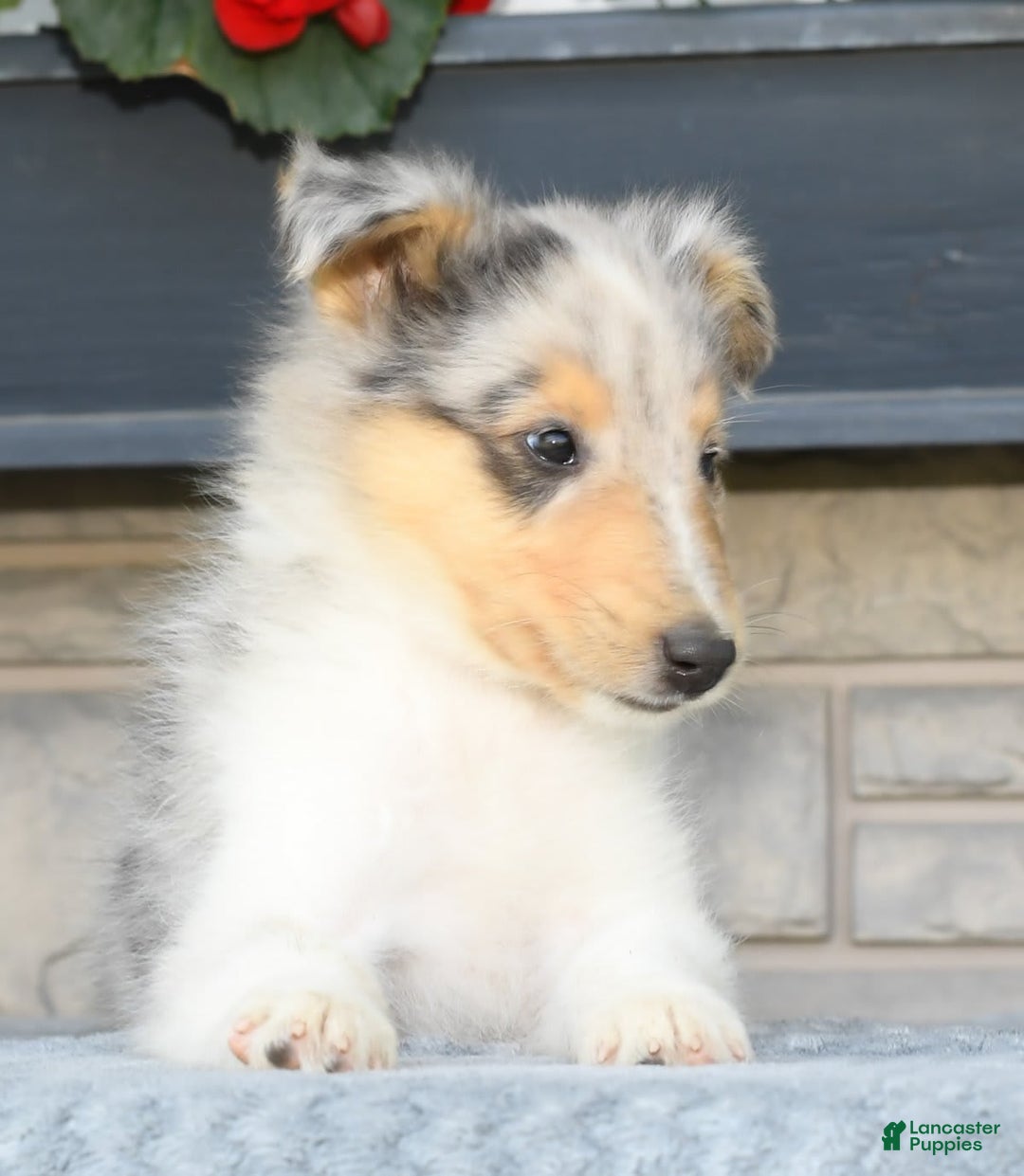 Collie dogs for sale: Pewter - Image 5