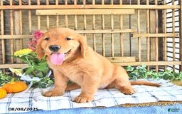 Golden Retriever dogs for sale: Golden Retriever 11 puppies - Image 30