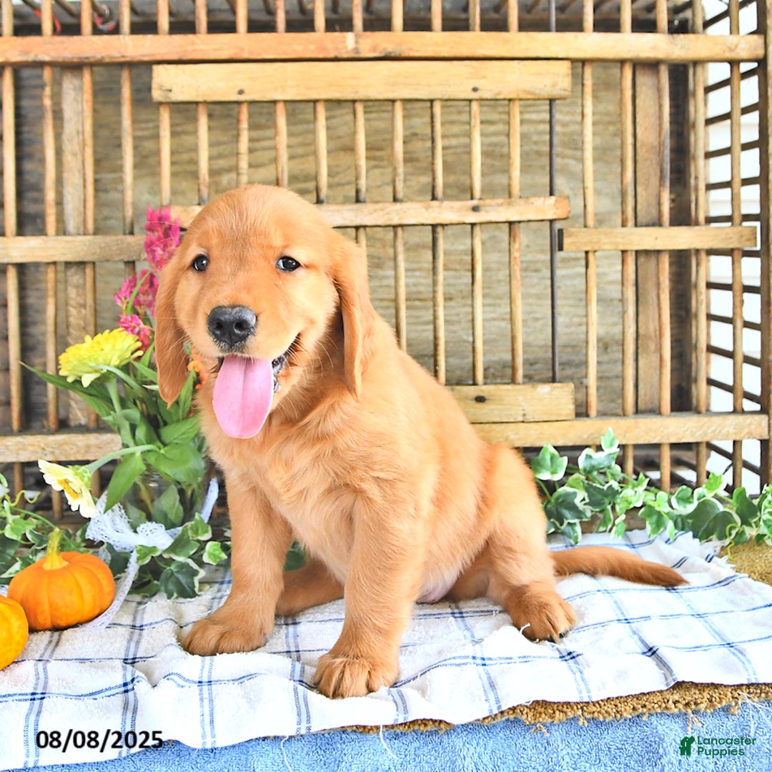 Golden Retriever dogs for sale: Golden Retriever 11 puppies - Image 30