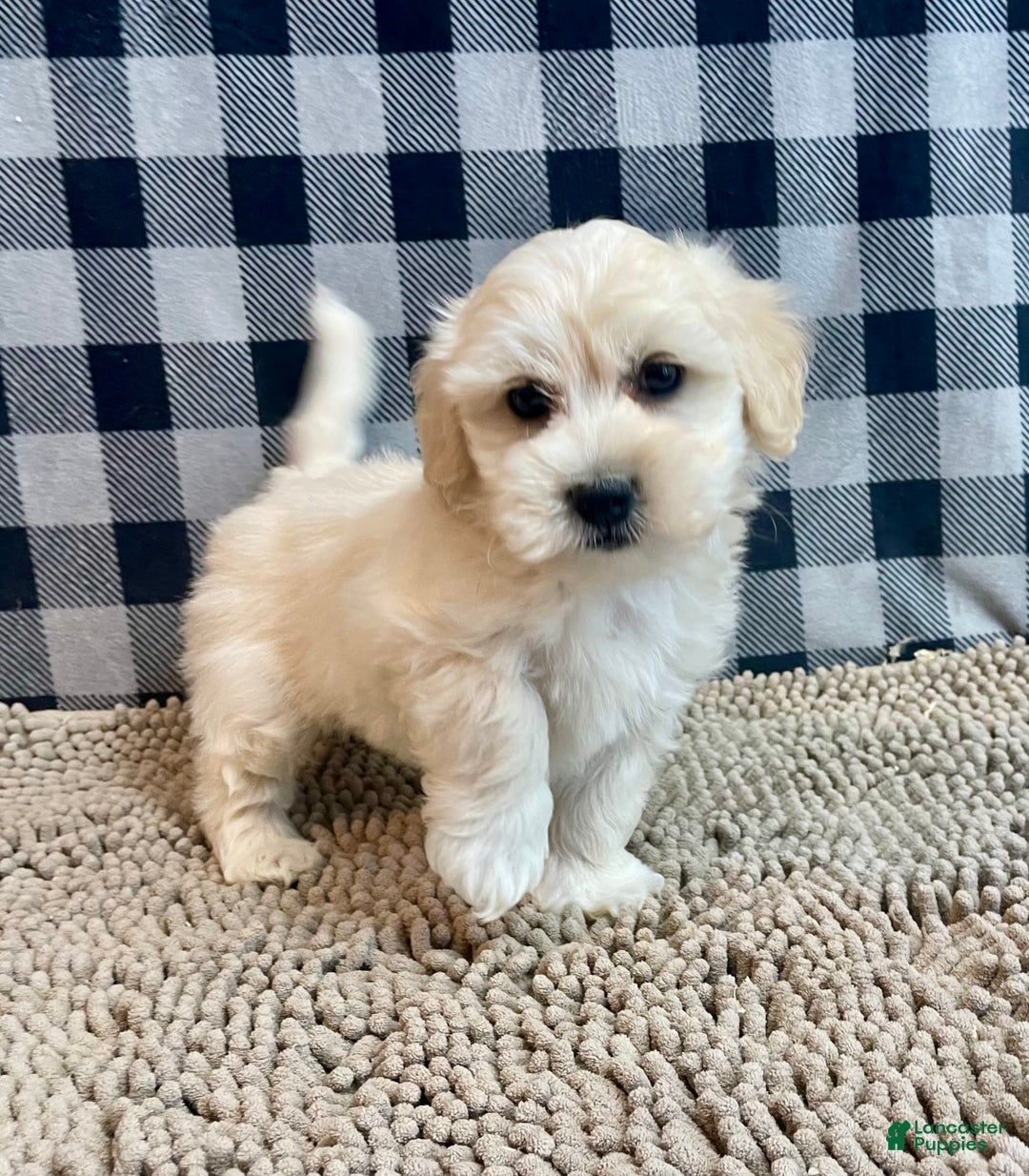 Coton De Tulear dogs for sale: Merlin - Image 2