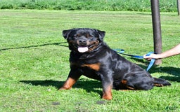 Rottweiler dogs for sale: Lexi - Image 12