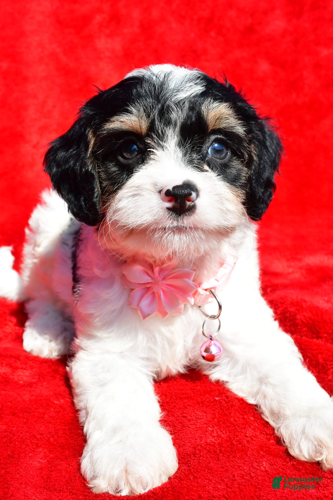Cavapoo dogs for sale: Bridget - Image 7