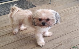 Shih Tzu dogs for sale: Junior - Image 5