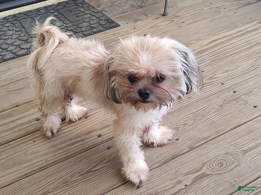 Shih Tzu dogs for sale: Junior - Image 5