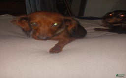 Dachshund dogs for sale: Male - Image 9