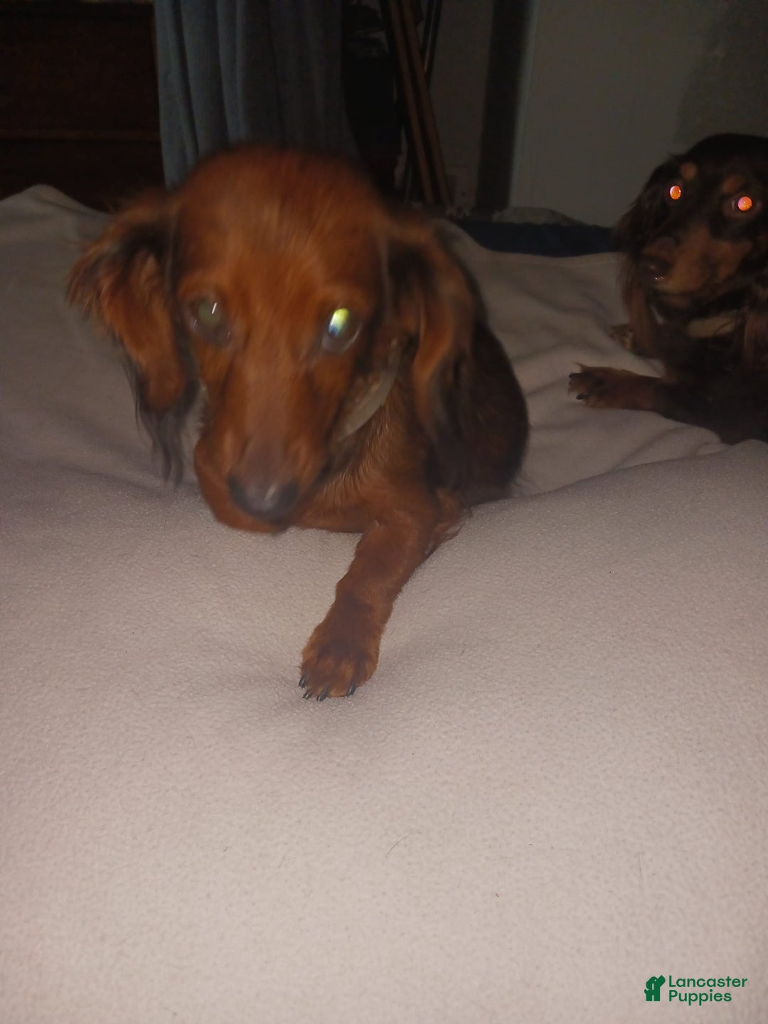 Dachshund dogs for sale: Male - Image 9
